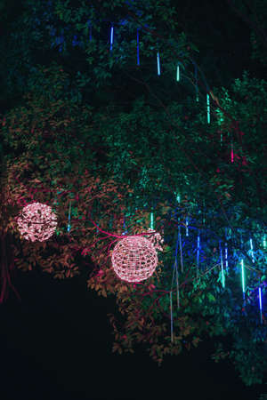 Magical colorful light illuminated on the tree at night.の写真素材