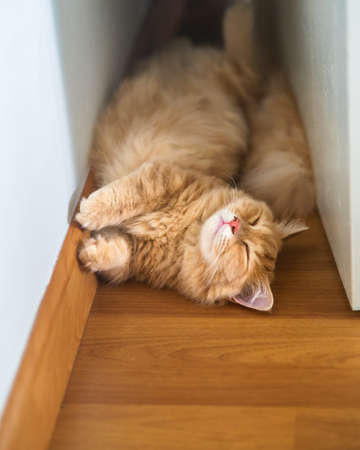 Munchkin cat lying on the floor behind the door.の写真素材