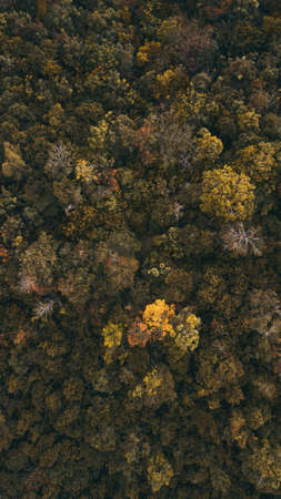 Aerial top view forest tree, Rainforest ecosystem and healthy environment concept and background, Texture of green tree forest view from above.の写真素材
