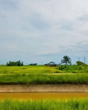 Beautiful green paddy field with a yellow house in a sunny day in Perlis, Malaysia.の写真素材