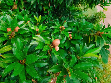 Raw sapodilla, sapote, chikoo, Manilkara zapota in the garden.の写真素材