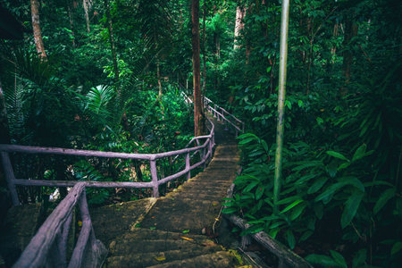 long stairs going deep into the green rainforestの写真素材