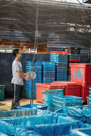 Sekinchan, Malaysia - Oct 6, 2022 Fishermans transferring out the fish catch into the containers.のeditorial素材