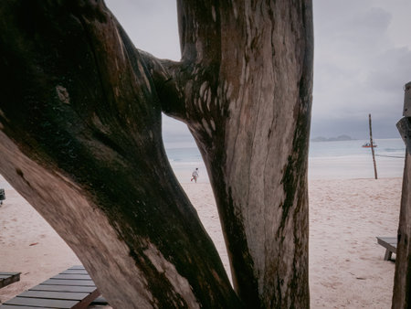 A young boy walking at the beach. Looking through the tree hole.