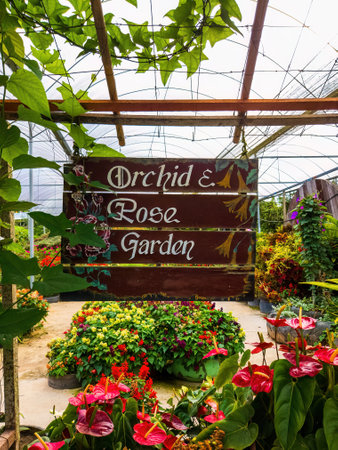 Indoor flower garden of the Orchid and rose inside the greenhouse in Cameron Highlands, Malaysia.の写真素材
