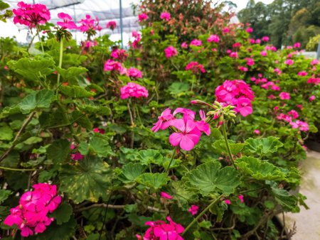 Beautiful shocking pink flowers in the garden.の写真素材