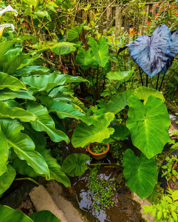 Different types of caladium plants growing in the garden.の写真素材