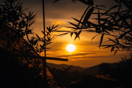 Bamboo plants shadow with golden sunrise background.の写真素材