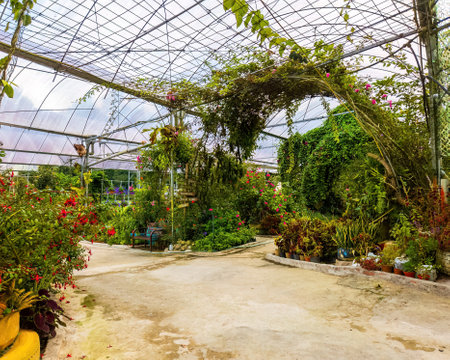 Indoor flower garden inside the greenhouse in Cameron Highlands, Malaysia.の写真素材
