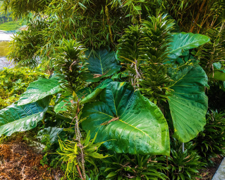 Giant caladium plants growing between the other plants in the garden.の写真素材