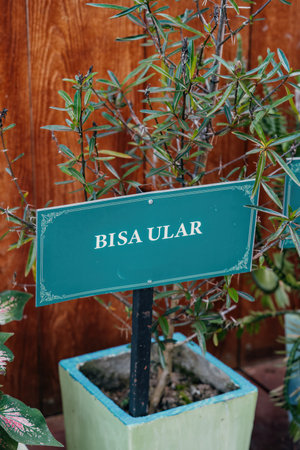 Folk herbs, Barleria lupulina Lindl flower, Asia folk medicine called Bisa Ular.