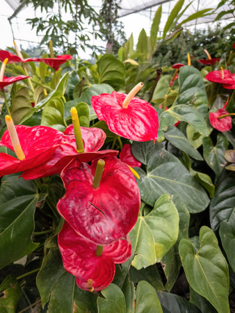 Anthurium is a red heart-shaped flower. Dark green leaves as a background make the flowers stand out...