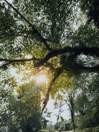 the sun shining through the trees. Low angle view.の写真素材