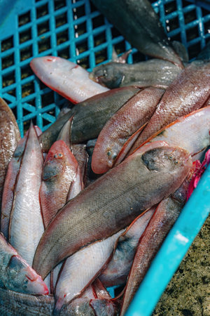 Fresh sole fish or Solea solea fishes in the basket.の写真素材