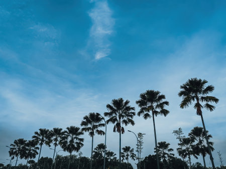 Low angle palm trees against blue skies.の写真素材