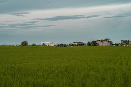 Green paddy field in the morning.の写真素材