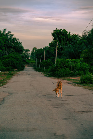 Baby calf, animal farm walking on the road at the rural area.の写真素材