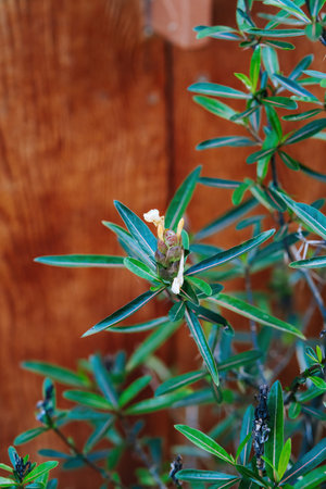 Tropical background green plant leaf in Malaysia forest jungle.の写真素材
