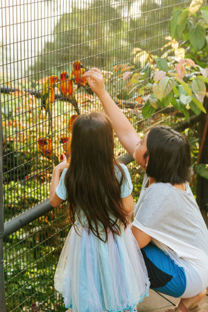 Feeding Sun conure parrots in the cage during surnsei.の写真素材