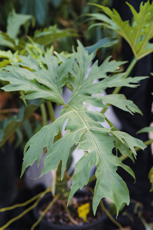 closeup of chaya or Cnidoscolus chayamansa in family Euphorbiaceaeの写真素材