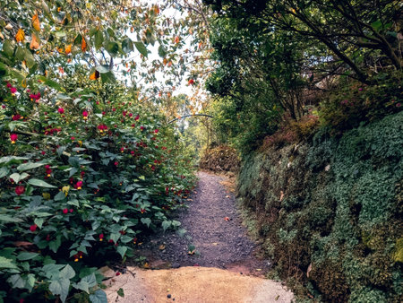 Garden path with beautiful hanging flowers.の写真素材
