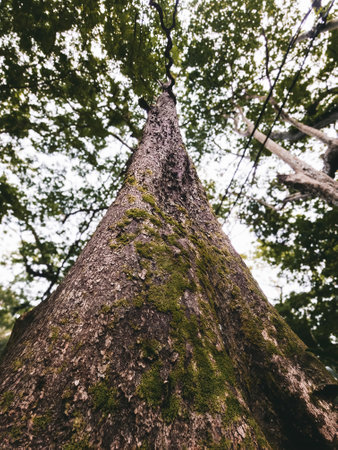 Low angle view of moss covered tree trunk in the rainforest jungle.の写真素材