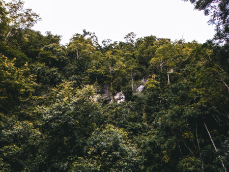 Beautiful natural scenery of the rainforest mountain in Perlis, Malaysia.の写真素材