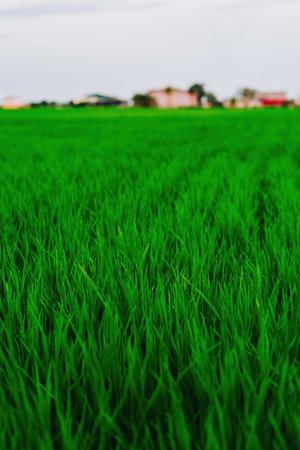 Green rice Meadow field. Close up.