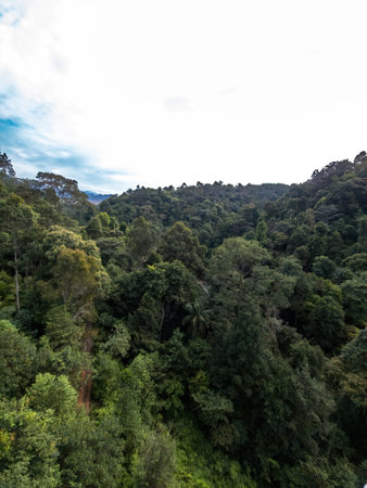 Beautiful rainforest trees, biodiversity in Malaysia.の写真素材