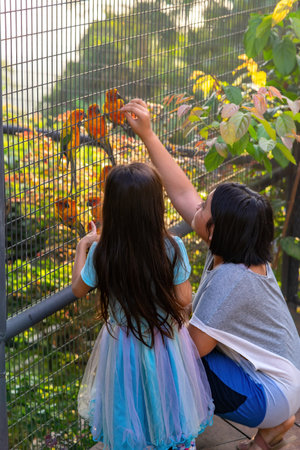 Children feeding the Sun Conure parrots in the giant metal cage.の写真素材