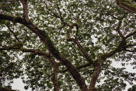 Giant rainforest trees covering the skies. Low angle view.