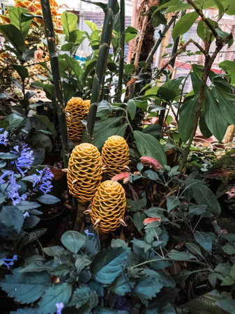 Beautiful yellow flowers in the garden.の写真素材