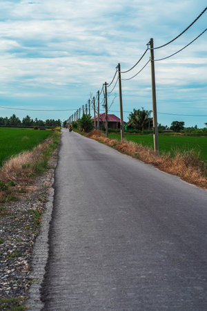 Ashphalt road leading to the village crossing the green paddy fields.