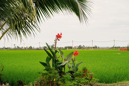tropical plant red Flowers bush tree in an outdoor.の写真素材