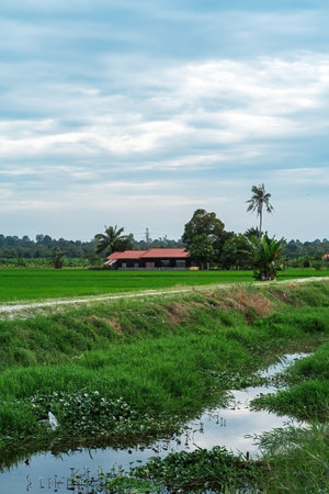Water irrigation full of creepers at the rice paddy field.の写真素材