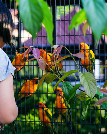 Sun Conure parrot bird group in the metal cage.の写真素材