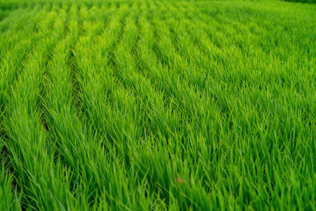 Close up of the green paddy field during planting season.