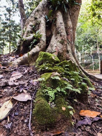 Tree root covered with moss, near the rainforest cave in Perlis, Malaysia.の写真素材