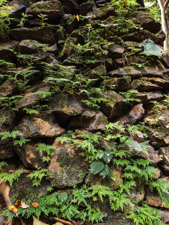 Green fern growing on a stoneの写真素材
