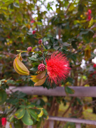 Shaving Brush Tree, Dr. Seuss Tree, or Amapolla Tree (Pseudobombax ellipticum), Pink Plant like a Banana with Straight Tipsの写真素材