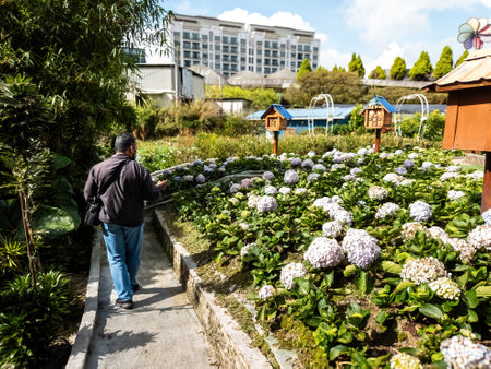 A man walking in the Hydrangea garden in Cameron Highlands. Viewed from behind.の写真素材