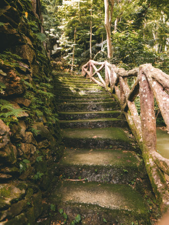 Cement looks like wooden bridge, covered with moss in the Malaysian rainforest