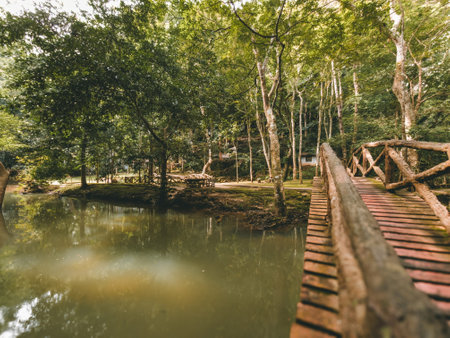 View of the garden covered with moss in the Malaysian rainforestの写真素材