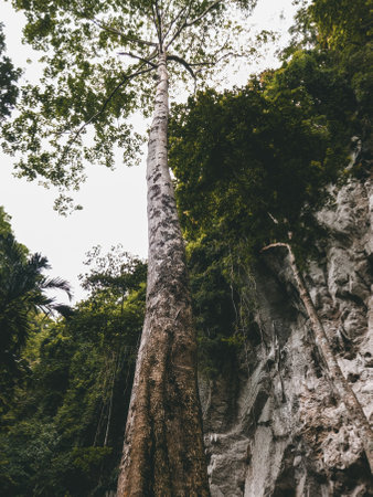 Rainforest plants near the rock mountain cave in Malaysia.の写真素材