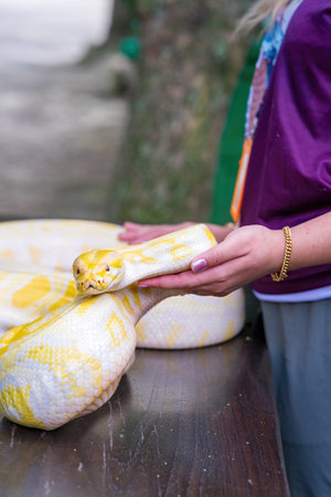 Phyton snake is one of the albino snakes which is yellow and white.の写真素材