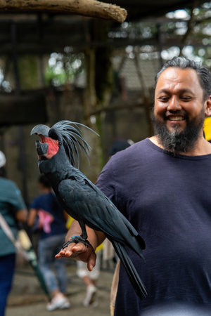 Putrajaya, Malaysia - September 19, 2024 Probosciger aterrimus, The palm cockatoo or the goliath or great black cockatoo on a bearded man's hand.の写真素材