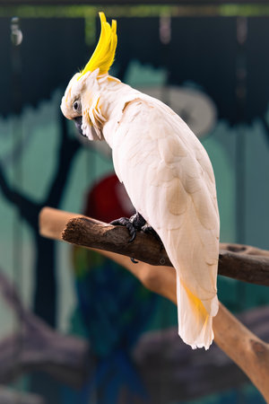 Cacatua galerita - Sulphur-crested Cockatoo sitting on the branch in a cage.の写真素材
