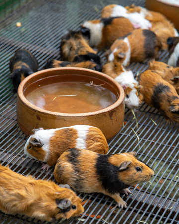 Cute pet brown hamsters in the cage.の写真素材