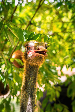 Ostrich head close up. Portrait of an ostrich against the green rainforest trees.の写真素材