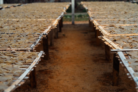 Close-up of drying fish crackers. industry.Keropok ikan is Fish crackers are deep fried crackers made from fish and spices that serve as flavouring,の写真素材